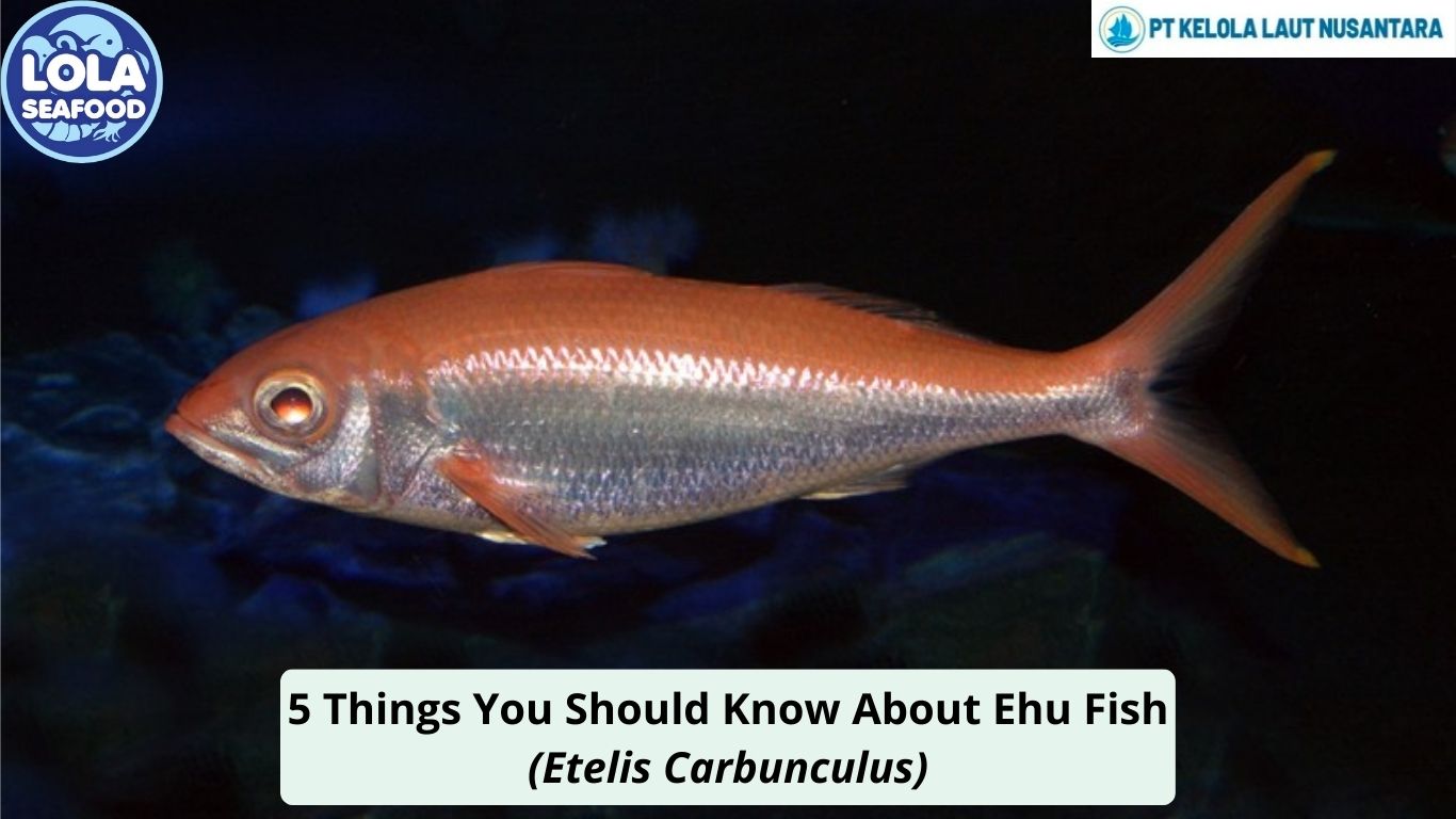 5 Things You Should Know About Ehu Fish (Etelis Carbunculus)